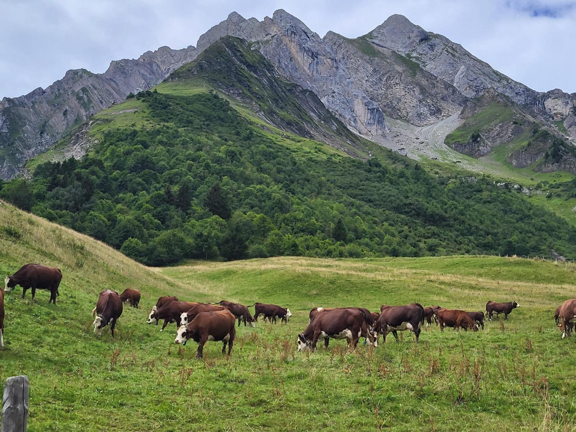 Appartement Cosy Face Aux Aravis Le Grand-Bornand Zewnętrze zdjęcie
